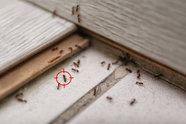 Best Flea Control Services  in South Eliot, ME