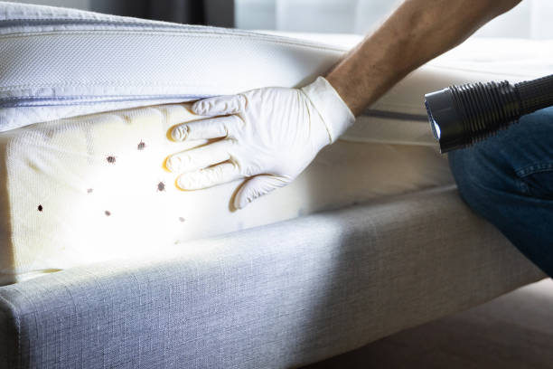 Best Pest Removal Services  in South Eliot, ME